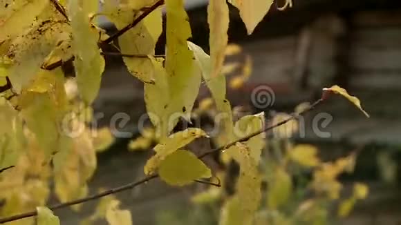 秋天的俄罗斯村庄视频的预览图
