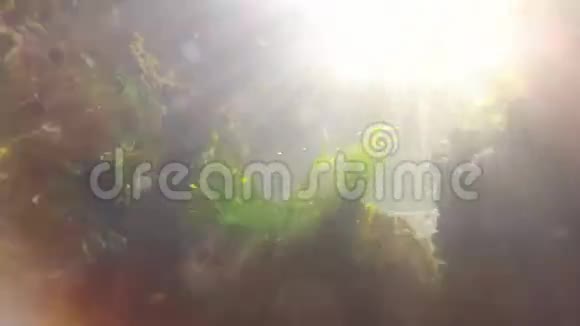 黑海中的海绿浒苔和红藻斑藻视频的预览图