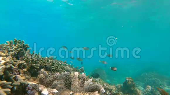 年轻人带着五颜六色的鱼和海洋生物在深蓝色的海洋中探索水下珊瑚礁景观视频的预览图