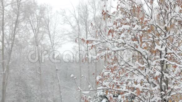 雪花飘落大雪纷飞冬季风景树木和雪视频的预览图