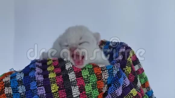英国新出生的小猫在毛巾里喵喵叫视频的预览图