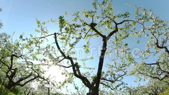 朵朵苹果园拍摄滑块视频的预览图