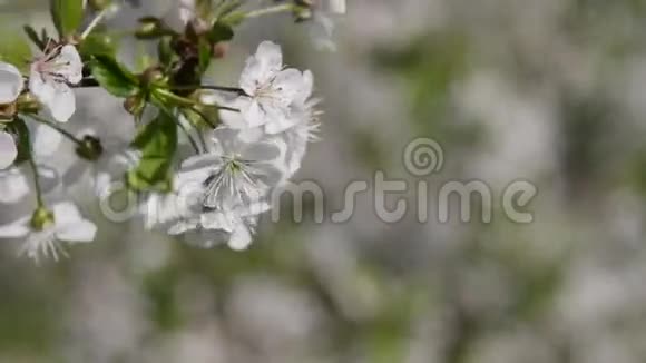 东欧开花的苹果树视频的预览图