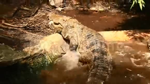 鳄鱼在湖里吃肉视频的预览图
