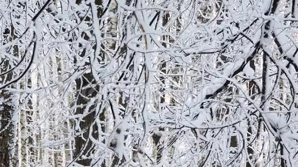 森林里强烈的降雪雪覆盖的树枝在风中摇摆视频的预览图