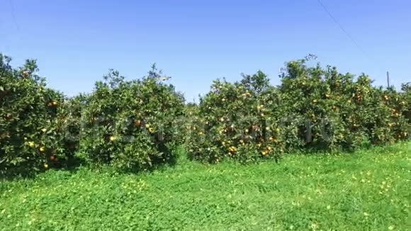 葡萄牙农村的橙色果园视频的预览图