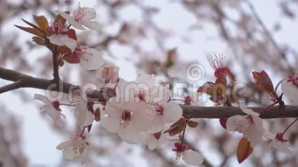 美丽绽放的杏花一枝上的花视频的预览图