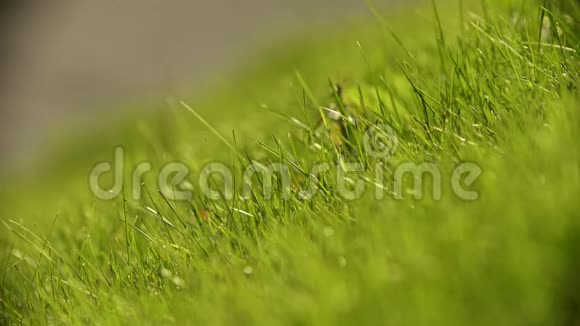 草地上鲜绿的草视频的预览图