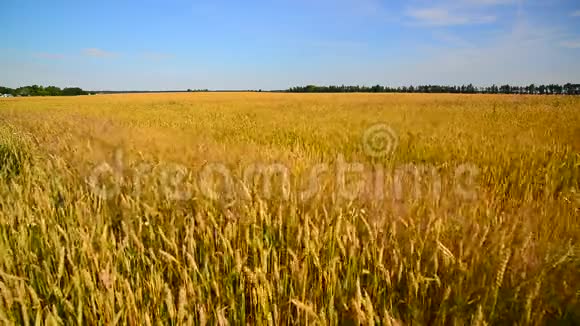 熟麦在大风中摇摆俄罗斯视频的预览图