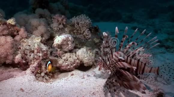 赤海海底的斑纹毒鱼鱼视频的预览图