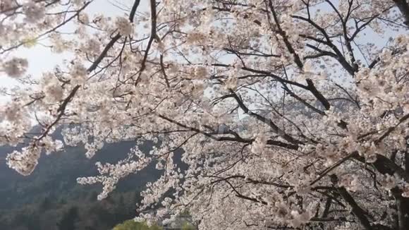 风中的日本樱花视频的预览图