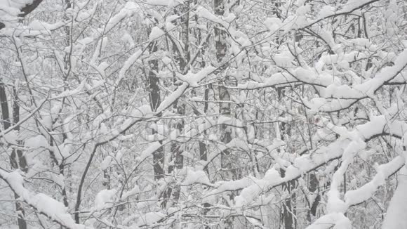 在无叶的背景下落在森林里的雪视频的预览图