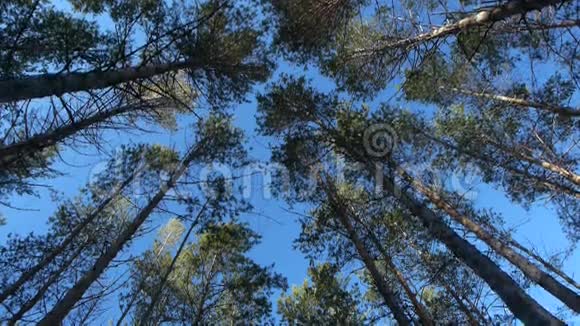 日出时冬季森林中的树木视频的预览图