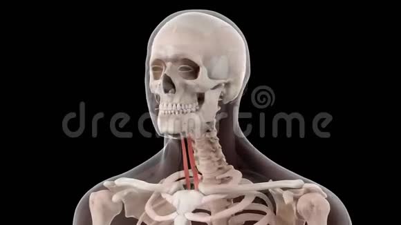胸骨舌骨视频的预览图