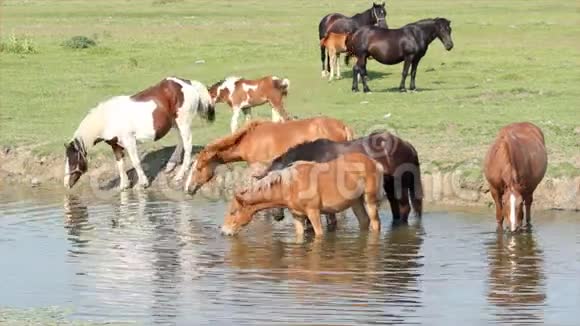 马在浇水的地方视频的预览图