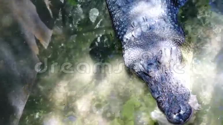 农场鳄鱼的生活菲律宾巴拉望岛视频的预览图