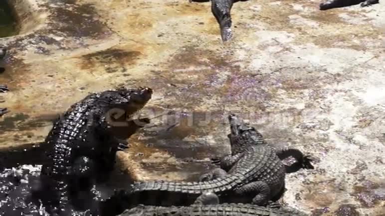 农场鳄鱼的生活菲律宾巴拉望岛视频的预览图