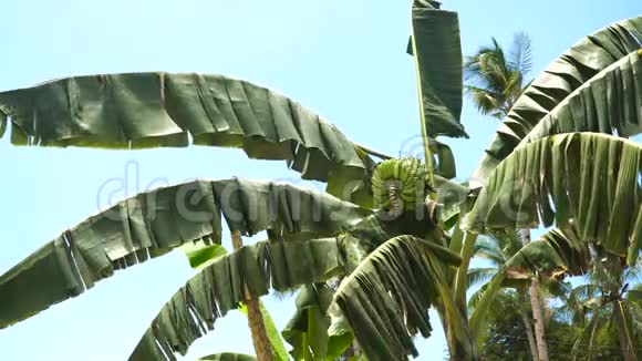 香蕉树上的香蕉水果视频的预览图