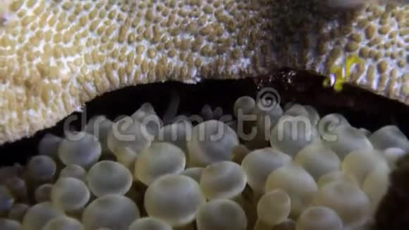泡沫AnemoneActinidae水下红海视频的预览图