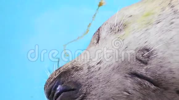 海狮滑稽的面部特写视频的预览图
