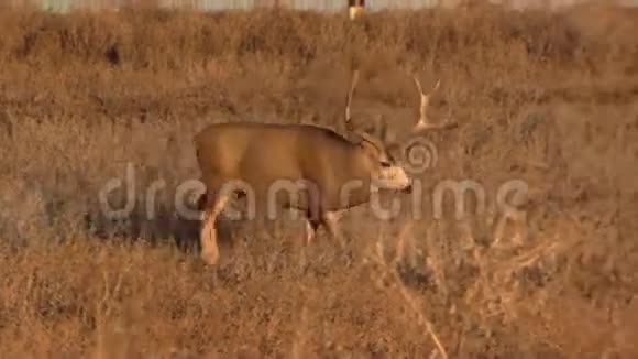 不错的鹿鹿步行视频的预览图