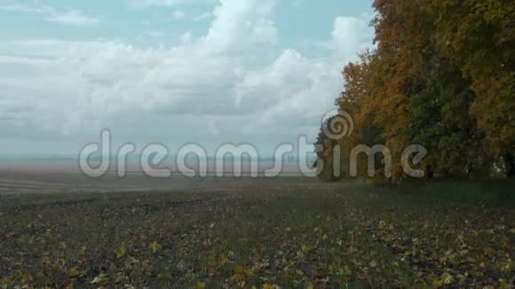 秋天的田野天空和森林的边缘视频的预览图