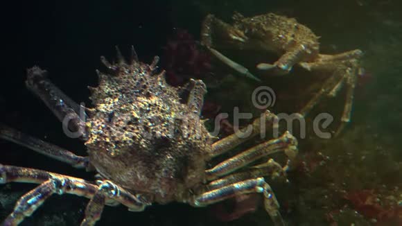 日本蜘蛛蟹是最大的活蟹种类视频的预览图