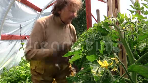 老奶奶老妇人在温室里照料西红柿视频的预览图