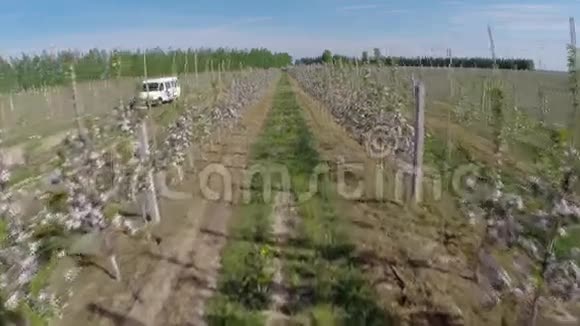 东欧开花的苹果树视频的预览图