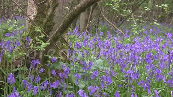 蓝铃在英国木材中开花视频的预览图