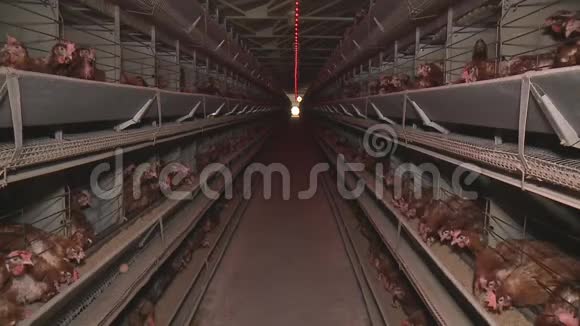 鸡蛋和鸡在农场吃食物视频的预览图