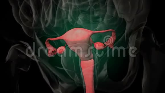 女性生殖系统的X光片视频的预览图