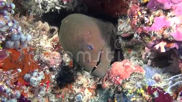 巨型莫雷艾尔在马尔代夫水下清洁海底的背景下视频的预览图
