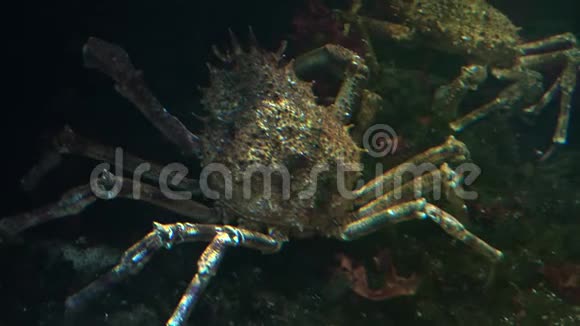 日本蜘蛛蟹是最大的活蟹种类视频的预览图