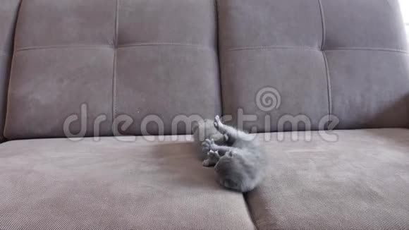 小猫在沙发上玩视频的预览图