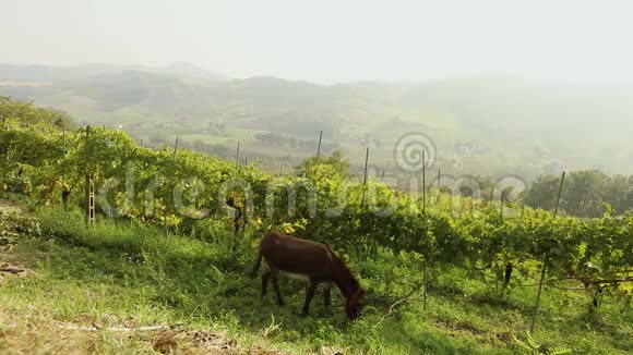 美丽的意大利山谷全景与葡萄园棕色的小马在草地上吃草小马吃草视频的预览图