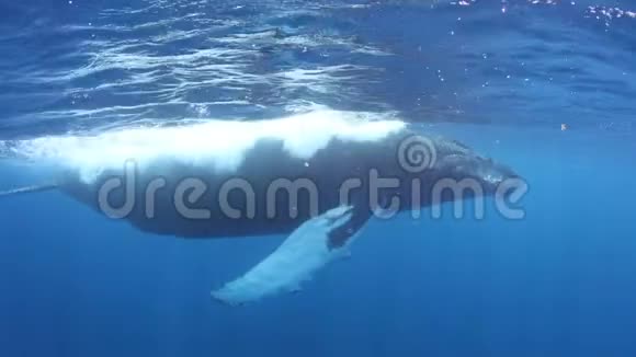 在加勒比海水面游泳的座头鲸视频的预览图