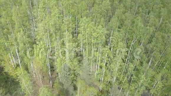 从白桦林上的无人机在夏季阳光明媚的一天观看空中景色视频的预览图