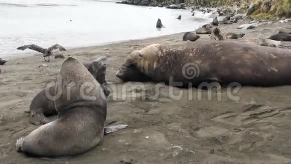 南极洲福克兰群岛海滩上的男女海豹视频的预览图