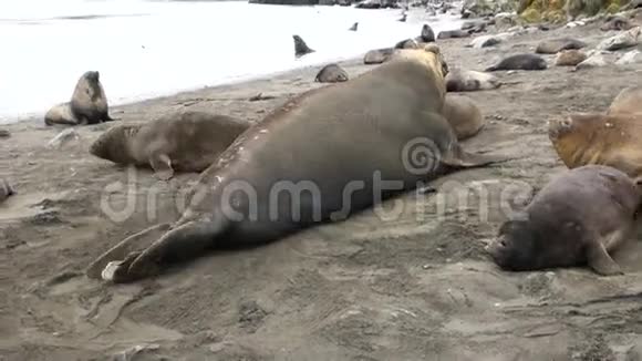 南极洲福克兰群岛海滩上的男女海豹视频的预览图