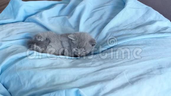 小猫躺在蓝色的床上视频的预览图