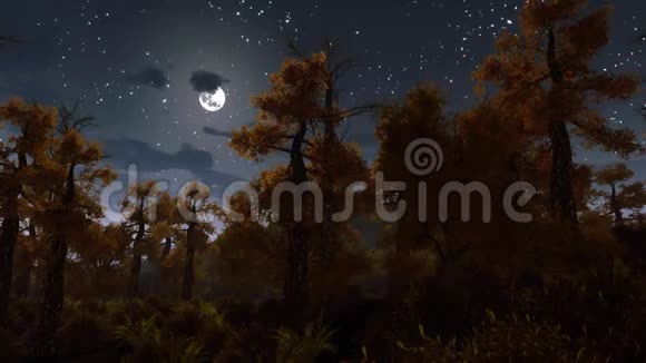 满月在鬼夜森林上空4K视频的预览图