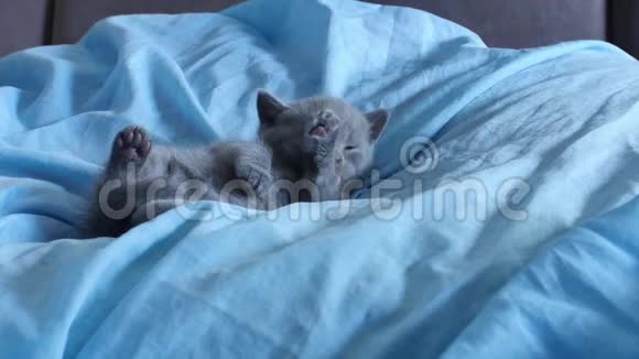 小猫躺在蓝色的床上视频的预览图