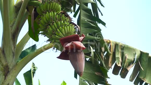 香蕉树上的香蕉水果视频的预览图