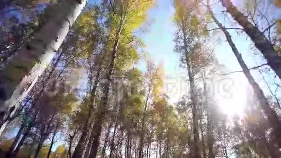 阳光森林峡谷树的树枝视频的预览图