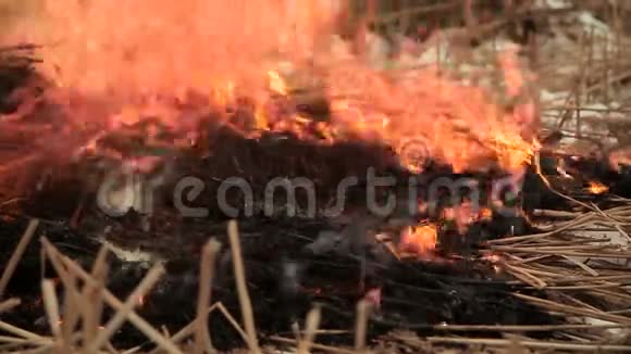 一堆干草着火了视频的预览图