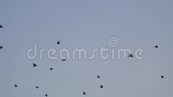 鸟儿在天空中盘旋一群乌鸦秋天乌鸦鸟视频的预览图