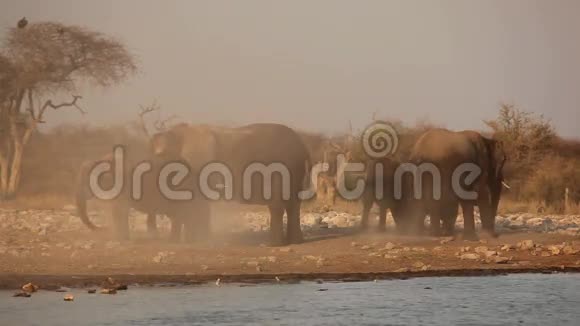 尘土中的非洲象视频的预览图