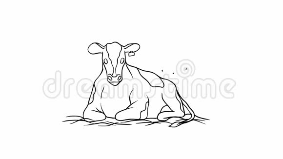 轮廓黑白绘图动画躺在马槽里的平静而又虚弱的小牛咀嚼着它挥舞着它视频的预览图