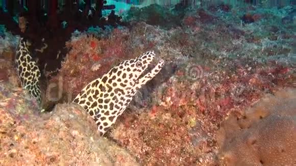 在马尔代夫水下清洁的海底背景上发现了MorayEel视频的预览图